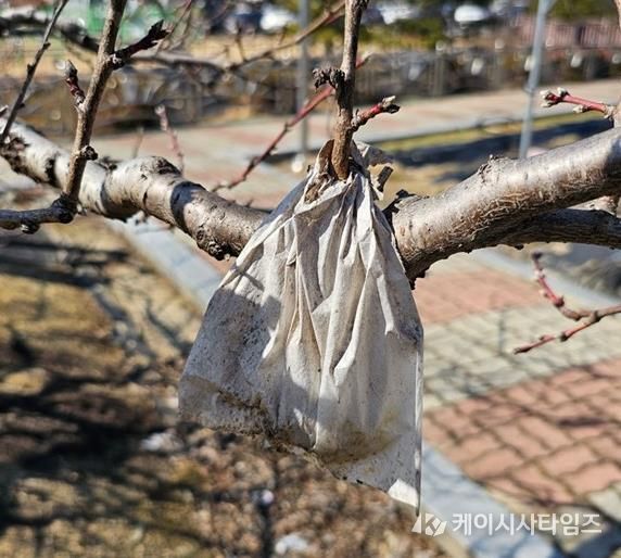월동가지에 매달린 빈봉지사진