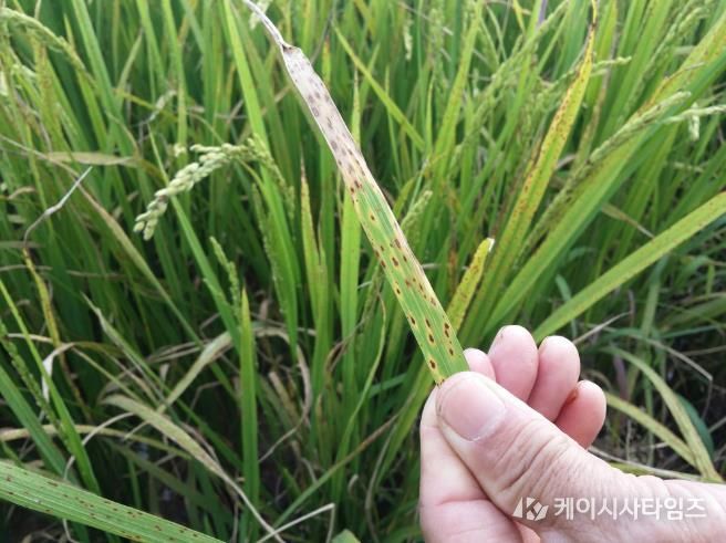 벼 깨씨무늬병 발생 모습.
