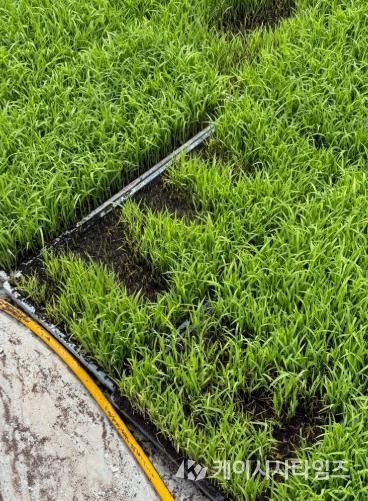 고성군, 자가채종 벼 발아검사 지원