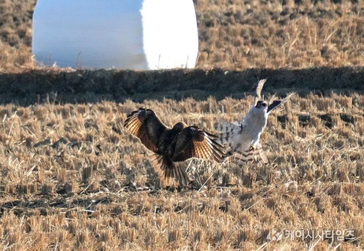 울주 온양들녘서 맹금류 참매·말똥가리 먹이다툼 포착