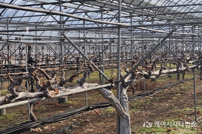포도 이상기상 대응은 ‘전정’부터 시작