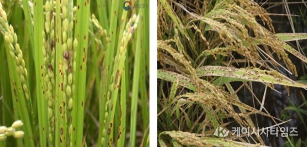 벼 깨씨무늬병