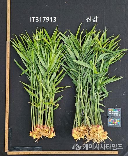 농업기술원, 국내 최초 생강 신품종 ‘진강’ 육성 및 출원