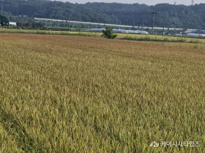 서천군, 벼 깨씨무늬병 사전예방 당부