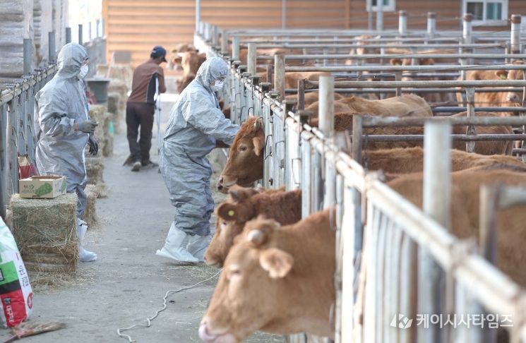경산시, 2026년 상반기 구제역 백신 일제 접종 실시