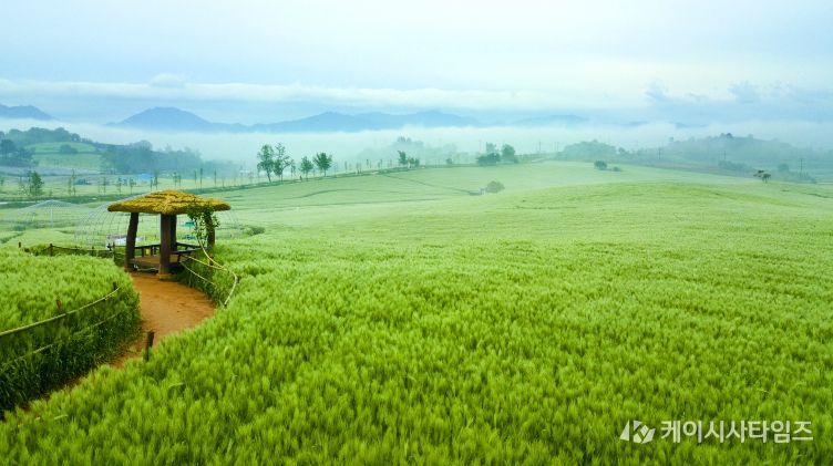 지역사랑 휴가지원_벚꽃축제
