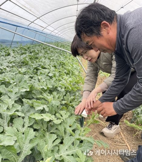 정읍시‘단풍미인 씨 없는 수박’안정생산 위한 핵심 생육기술 실천 당부