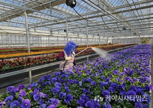 인천시 계양공원사업소, 직접 키운 봄꽃 35만 8천 본 공급