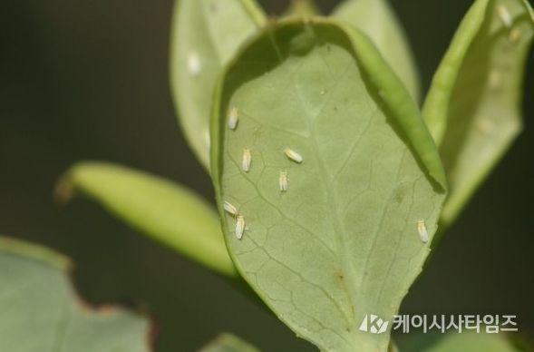 구기자 양분관리, 토양분석 후 정밀 시비가 핵심