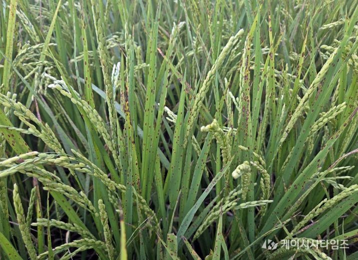 정읍시, 벼 영농철 앞두고 ‘깨씨무늬병’ 주의보…철저한 토양 관리 당부