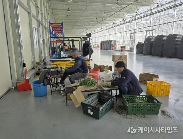 봉화군, 임대형 스마트팜 청년농 양액재배 쪽파 출하 한창