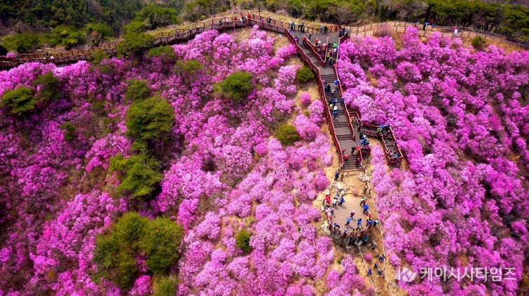 강화군, 고려산 진달래 꽃구경 행사 앞두고 상춘객 맞이 준비 박차