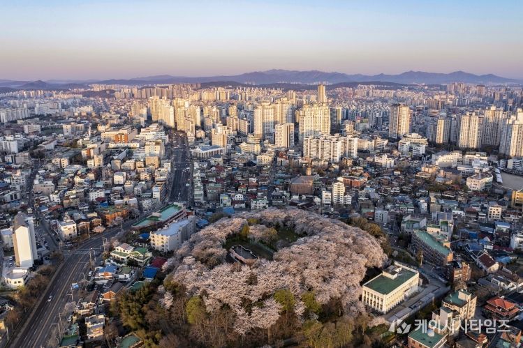 대전 중구, 테미근린공원 벚꽃과 함께하는 도심 속 봄꽃의 향연 - 테미근린공원
