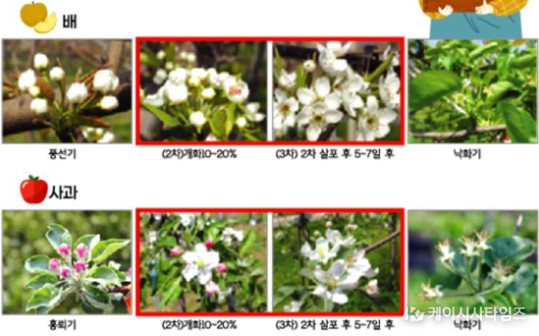 과수 병해충 사전 예방‘총력 대응’