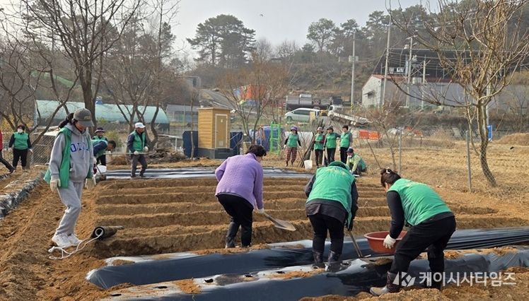 파주 새마을지도자 탄현면 부녀회, 사랑의 감자심기 행사 개최