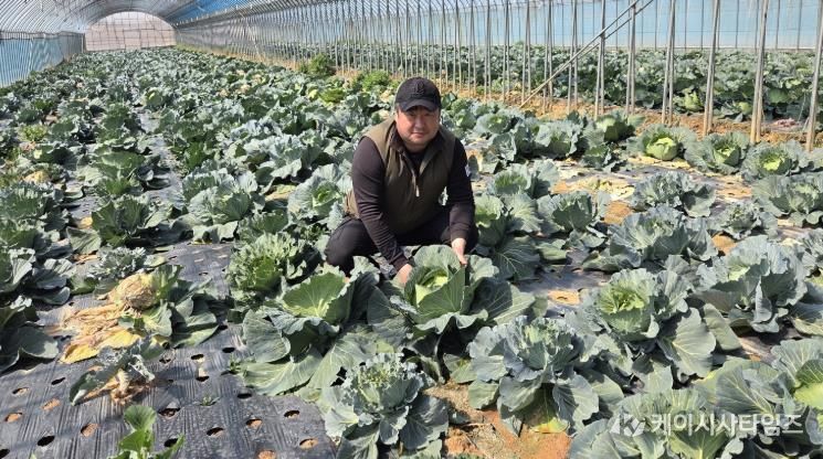 친환경농산물 영암 양배추 농가 사진
