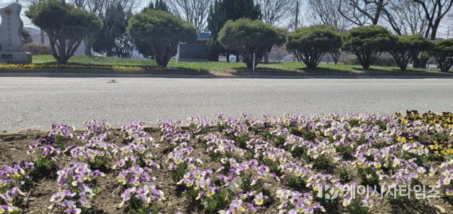 시전삼거리(도고온천 입구) 봄꽃 식재 풍경