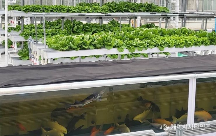 경기도농업기술원, ‘아쿠아포닉스 상추 친환경 관리 매뉴얼’ 발간
