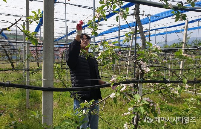 원주시농업기술센터, 과수 인공수분 ‘꽃가루 은행’ 운영