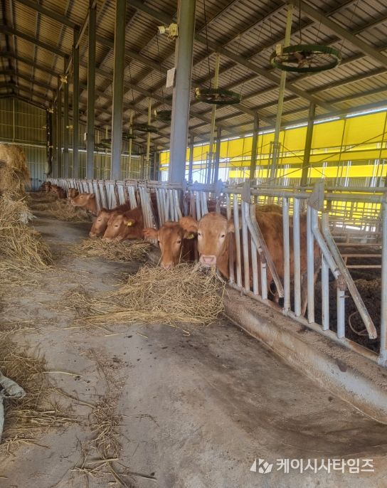 축산농가 사료구매 융자금 1천200억 지원