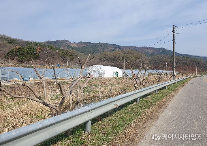 성주군, 봄맞이 가로수 전정 본격 시행