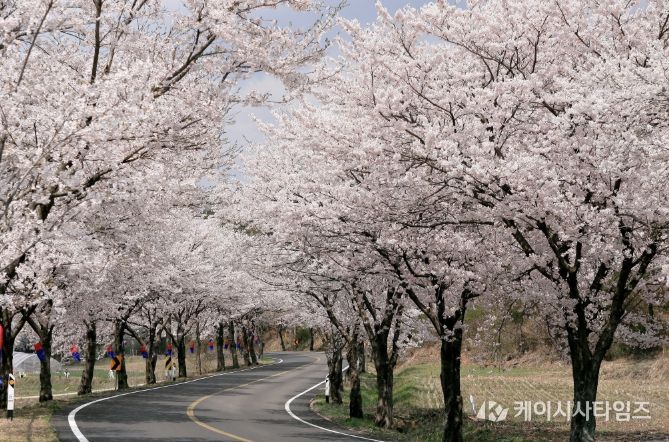 청양군 벚꽃길