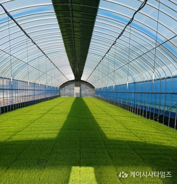 진안군, 벼 안전육묘 관리 강화