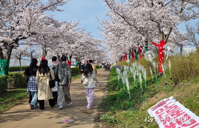 강릉 봄 관광 이끈 ‘2026 경포 벚꽃 축제’ 성료… 통합 홍보로 도심 전역 활기