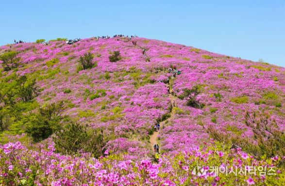 보성군, 5월 2일 ~ 4일 제22회 일림산 철쭉문화행사 개최_전국 최대 규모 철쭉 군락이 장관을 이룰 예정이다